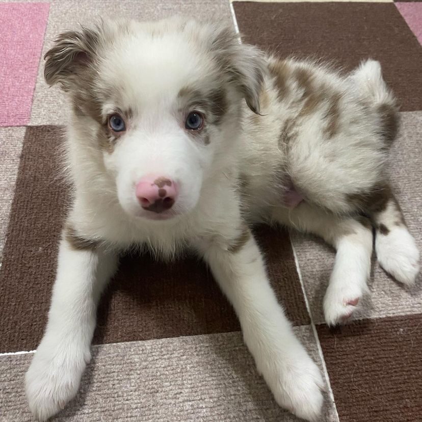 Ace — Red Merle Border Collie puppy