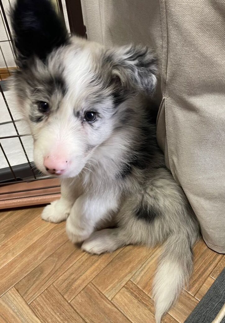Buddy — Blue Merle Border Collie puppy