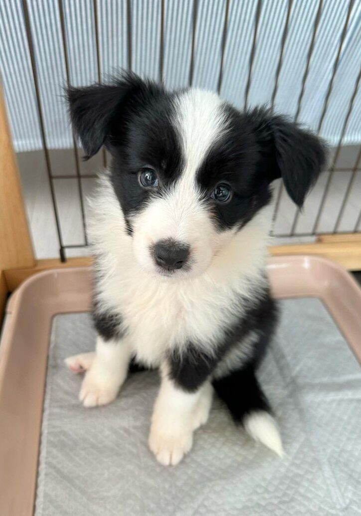 Kiki — Classic Black & White Border Collie puppy