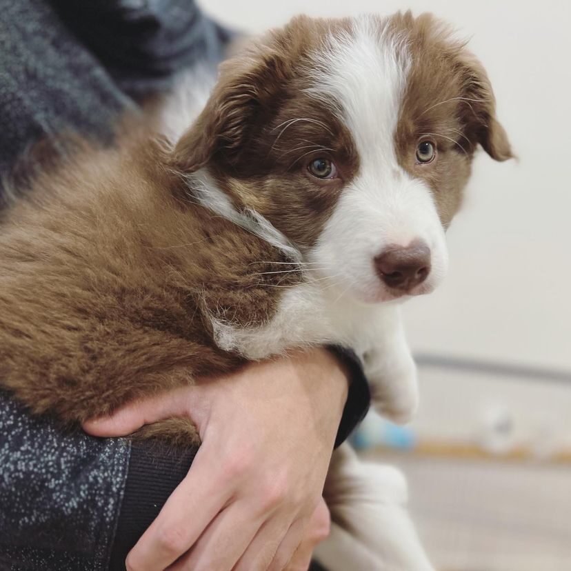 Leia — Red & White Border Collie puppy