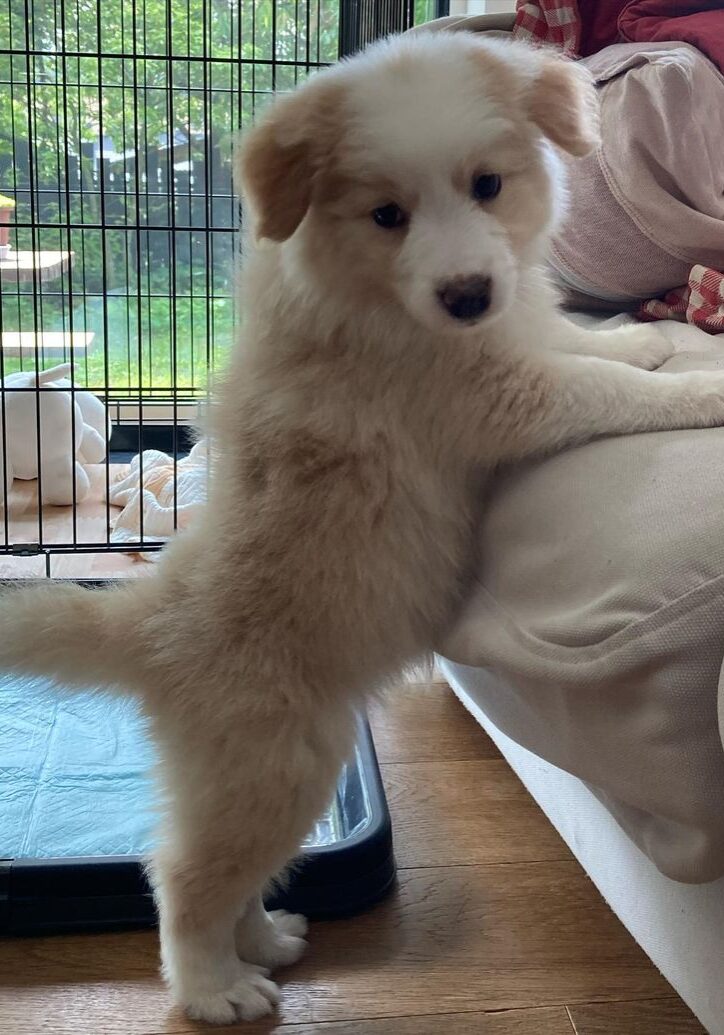 Luke — Gold & White Border Collie puppy