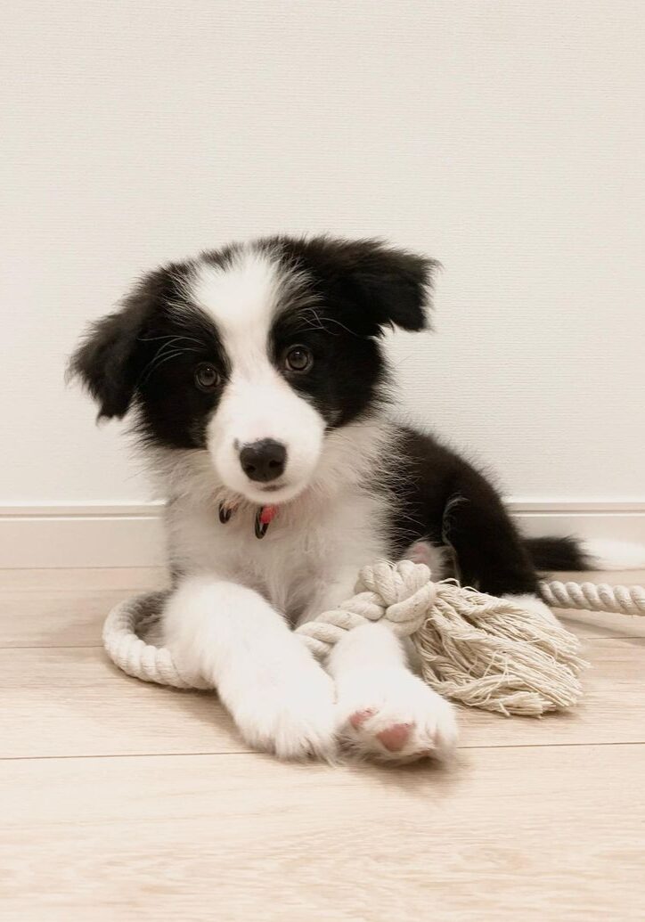 Nova — Classic Black & White Border Collie puppy