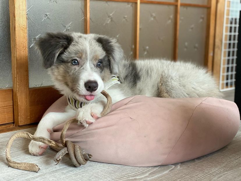 Scout — Blue Merle Border Collie puppy