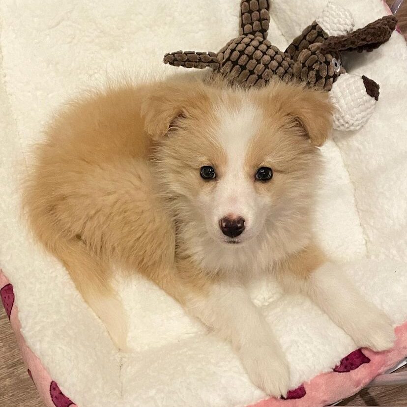 Zoe — Gold & White Border Collie puppy